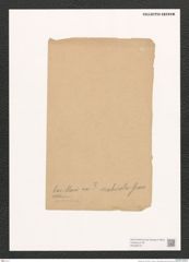 Navicula sp. (de-Toni-Nr.: Genus 1) Zeichnungen Sammlung Grunow (NHMW-BOT-W0368157)